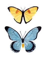 Obraz na płótnie Canvas Watercolor blue and yellow butterflies set. Butterfly top view illustration. Isolated on white background.