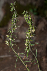View of the Epipactis Greuteri Orchid in the forest