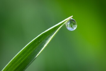Macro shot of a waterdrop on the edge of a leaf of a green plant