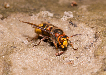Big yellow hornet searching for food on the dry stream bed