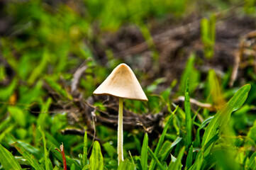 mushroom in the grass