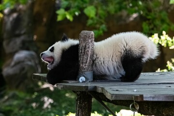 A giant panda, baby stretching