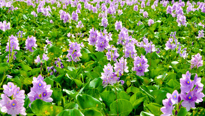 Obraz premium purple and white flowers