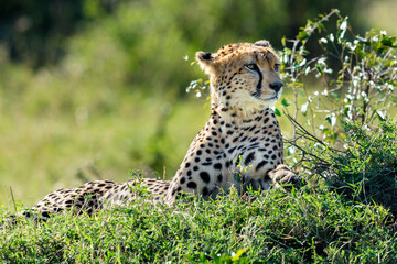Cheetah (Acinonyx Jubatus) with injured eye resting in Masai Mara, Kenya
