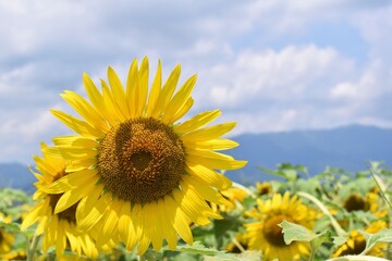 ひまわり、向日葵、滋賀県、近江八幡、大中湖、黄色、緑、種、ひまわりの種