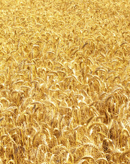 Gold wheat field and blue sky. Crops field. Selective focus