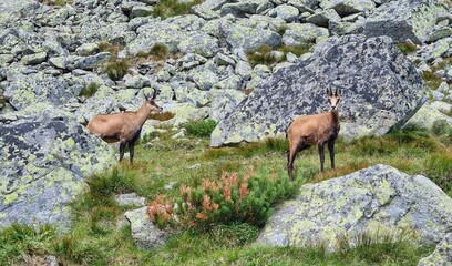 Chamois in the Tatra mountains in Slovakia