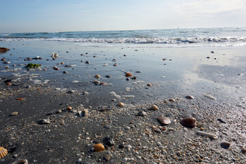many shells and snail shells on the beach