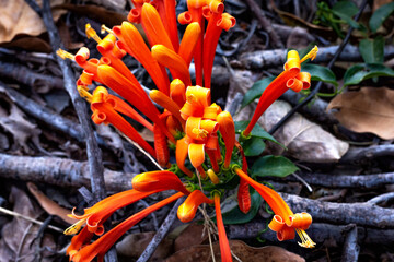 Closeup of beautiful isolated flower with thin orange petals over blurred foliage and dry branches.