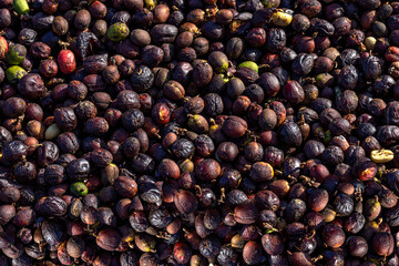 Closeup of coffee beans in the process of drying in the sun
