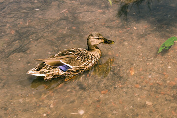 Pato nadando y cazando en aguas tranquilas