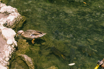 Pato nadando y cazando en aguas tranquilas