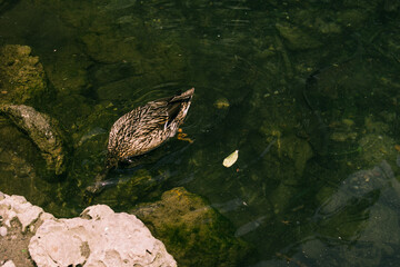 Pato nadando y cazando en aguas tranquilas