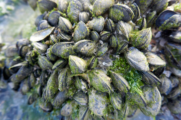 Fototapeta na wymiar close up of shells coming to beach on rocks at ebb tide