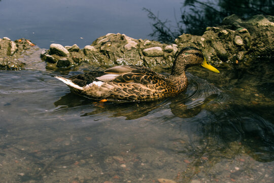Pato nadando y cazando en aguas tranquilas