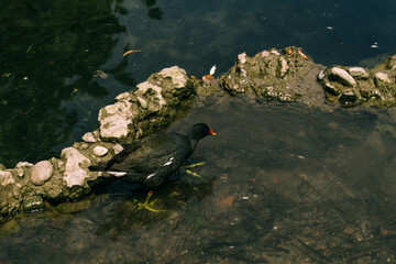 Gallineta común en el agua buscando comida