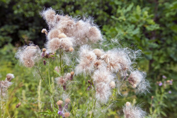 Close-up of fluffy burdock inflorescences in wild meadow.