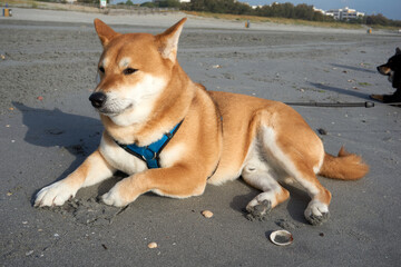 sesame shiba inu male lies on the beach 