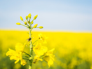 rapeseed canola or colza on blue sky background