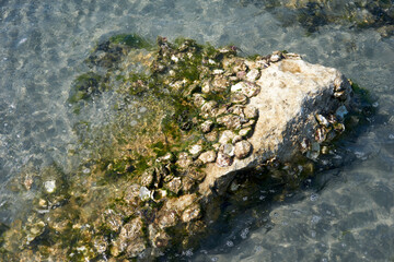 close up of shells coming to beach on rocks at ebb tide