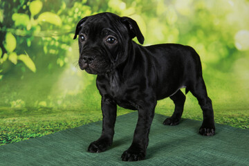 Black female American Staffordshire Bull Terrier dog or AmStaff puppy on green background