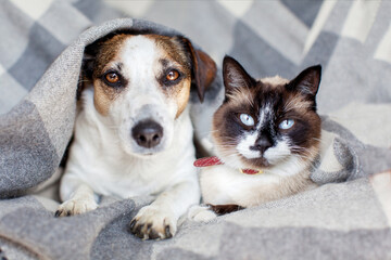 Dog and cat together under warm blanket