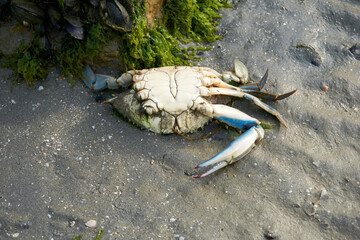 washed up dead crab on the beach