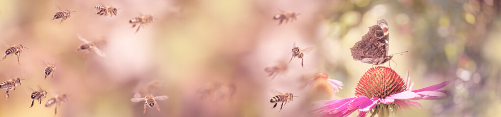 panoramic view - the garden with Echinacea flowers and bees and  peacock butterfly