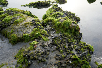rocks overgrown with algae in the sea at ebb tide