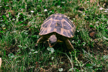 Tortuga pegando un mordisco a la hoja de una planta
