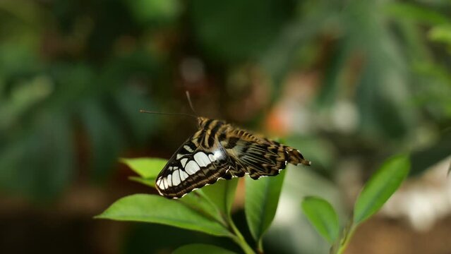 Exotic tropical rare breed butterfly in a 4k closeup video. Beautiful insects of the world, nature details filming.