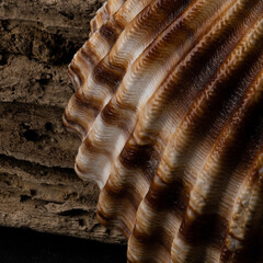 Close up capture of sea shell on wooden log