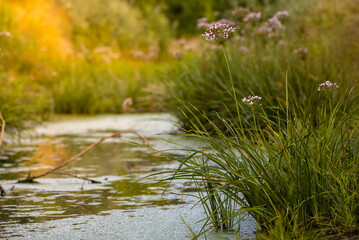 Flowering rush (Butomus umbellatus)  sunset green blue background reflections water river summer landscape  umbrella susak  Moldova Dniester
