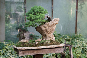 Traditional Japanese bonsai juniper tree with crooked trunk on a rock in plant nursery. Gardening ,...