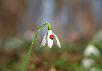 Close-up of a ladybug on a snowdrop. Closeup of european seven-point ladybug on snowdrop flower.