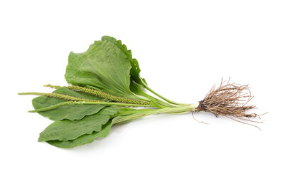 Plantain branch with roots. © ANASTASIIA