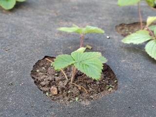 Young strawberries germinate in the garden under the agromaterial. Agrotechnics of strawberry cultivation.