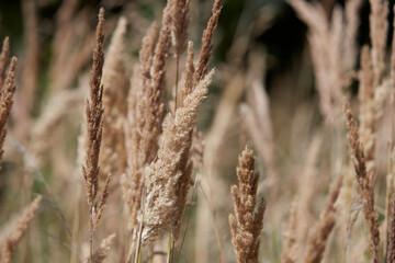 Obraz premium dry grass, some defocused as background