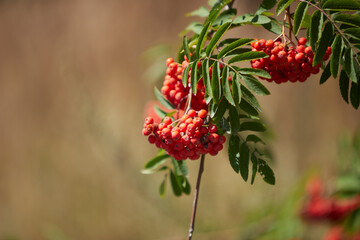 red fruits and greef leaves of Sorbus aucuparia, Mountain Ash Rowan Tree - obrazy, fototapety, plakaty