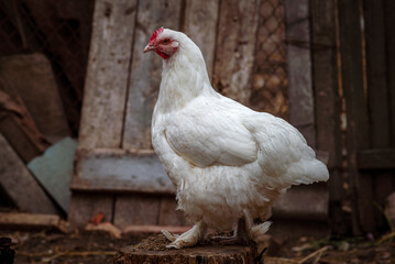 Portrait of the white orpington chicken hen  hen house nibbling on the green grass   gallus domesticus bird feeding at the farm wood fence, red comb, wearing shoes village,