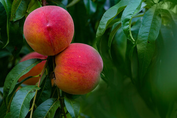  Peach growing on a tree  branches Fresh sunset light blur green background Natural fruit.  organic  Ripe fruit Moldova Beautiful close up