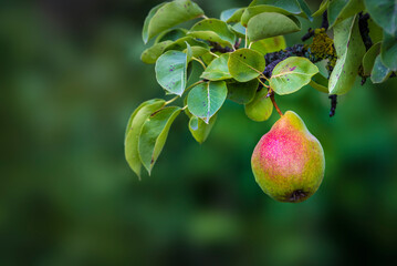 Beautiful  Riping Juicy pears on a tree  branch Organic summer garden Selective focus after rain