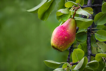 Beautiful  Riping Juicy pears on a tree  branch Organic summer garden Selective focus after rain