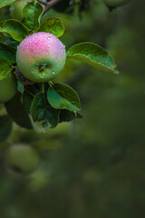 Ripe red apple close-up with sun rays and apple orchard in the background. Rural garden frame ripe red apples on a tree. It's raining