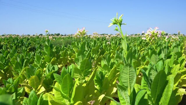 Tobacco field plantation under blue sky