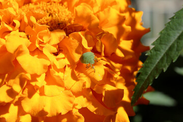 green bug close-up on a yellow velvet flower