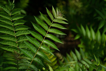 Ailanthus altissima,  tree of heaven, ailanthus, varnish tree, chouchun Chinese clear tree, Branch with leaves invasive species of Europe Vegetative abackground. wild walnut