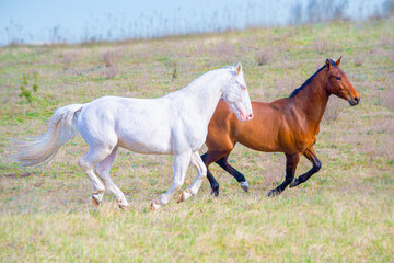 two horses running
