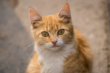 red Cat with kind green eyes, Little  kitten. Portrait cute ginger. happy adorable cat, Beautiful fluffy red orange outdoors portrait close up British Shorthair  big paws Looking Camera