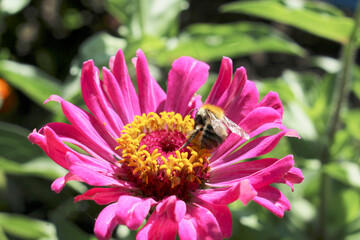 bumblebee pollinates pink flower of cynia